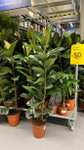 IKEA Gdańsk | Wszystkie rośliny żywe 50% taniej