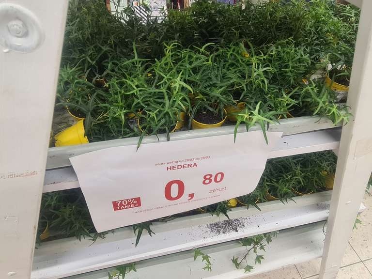 Roślina Hedera w Auchan