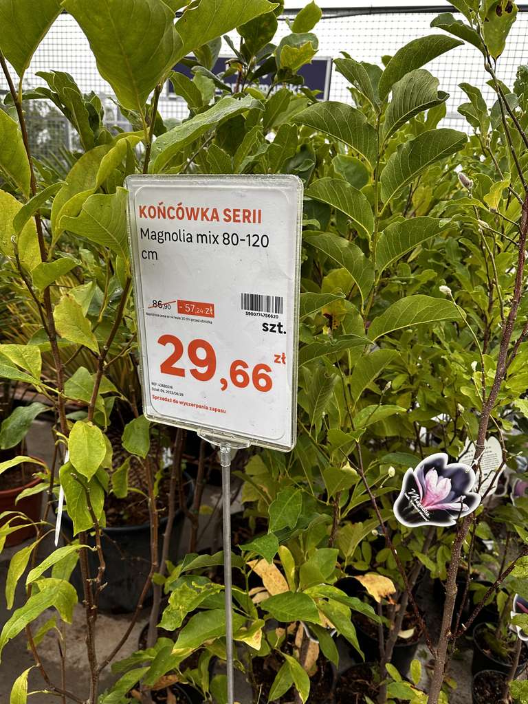 Magnolia 80-120cm Leroy Merlin