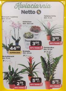 Kwiaty doniczkowe w cenie zredukowanej o -69%. NETTO