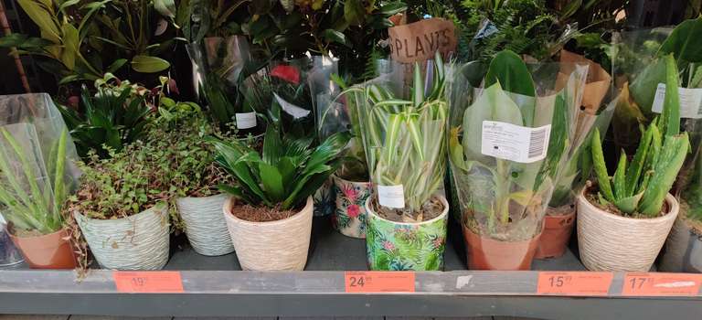 Kwiaty zielone mix w doniczkach i różne palmy obniżone w cenie do -76%. BIEDRONKA