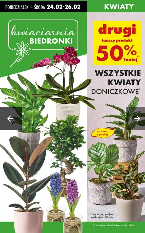 Calathea (rne odmiany) za 15 z/szt przy zakupie dwch w Biedronka |  Pepper.pl