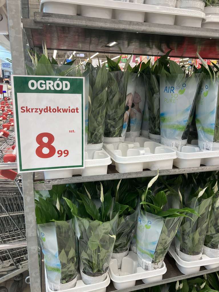 Skrzydłokwiat 60 cm Auchan Kraków M1