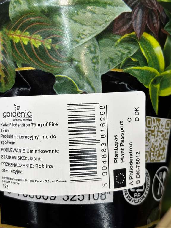 rotala aquarium plant Orange Juice 'Rotala Rotundifolia' main image 0