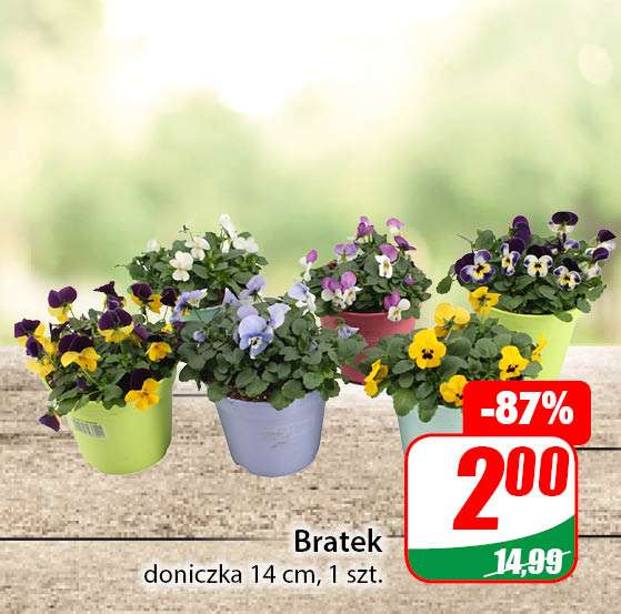 Kwiaty Bratek doniczka 14cm i Tulipan doniczka 10,5 cm @Dino