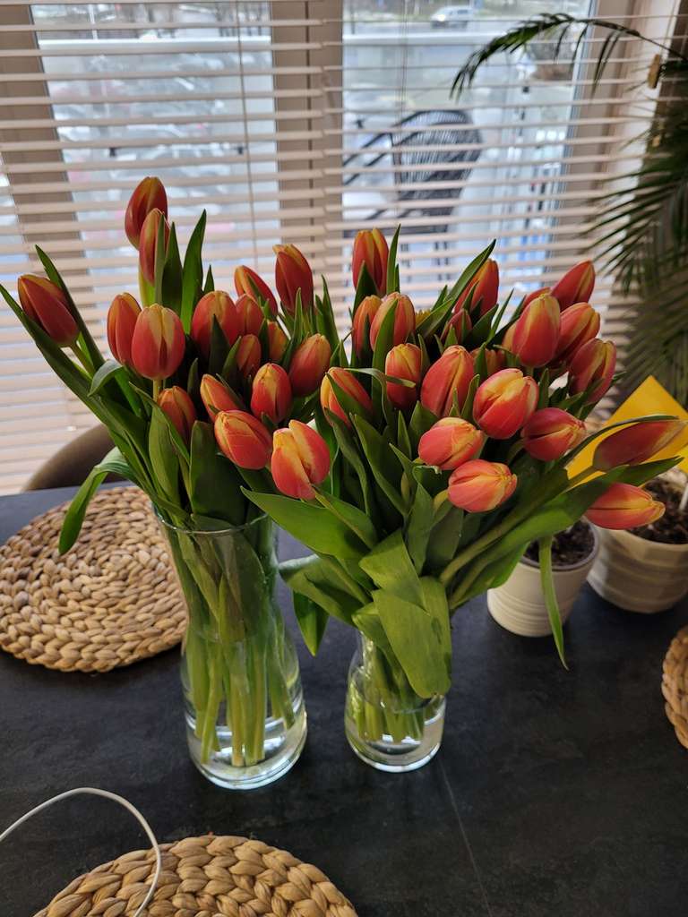Kwiat Tulipan 45 szt Biedronka