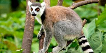 Madagaskar do lemurów - objazdówka za 4299