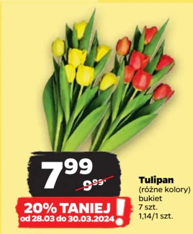 Tulipany 7 sztuk żółte lub czerwone w Netto