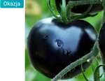 Pomidor odmiana Black Cherry wysoki czarny gruntowy koktajlowy nasiona
