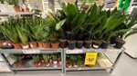 IKEA Gdańsk | Wszystkie rośliny żywe 50% taniej