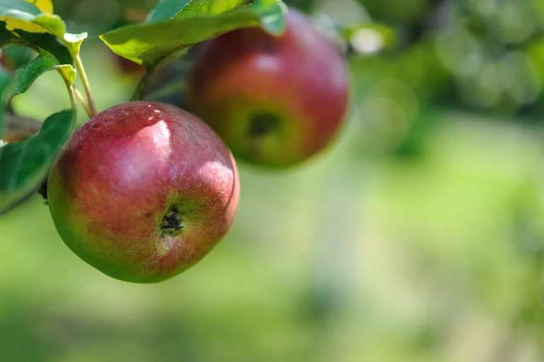 Darmowe owoce dla wszystkich, m.in: jabłka, czereśnie, wiśnie, śliwki, porzeczki, agresty, jagody kamczackie. W Poznaniu powstał sad miejski