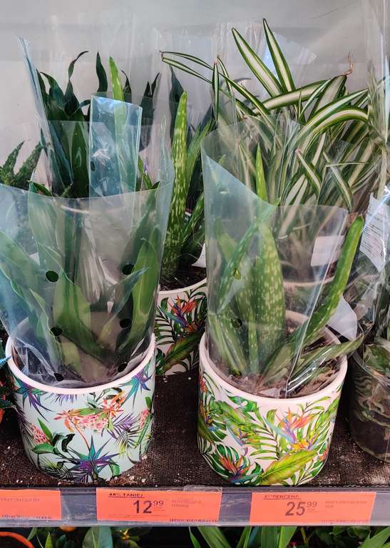 Kwiaty zielone mix w doniczkach i różne palmy obniżone w cenie do -76%. BIEDRONKA