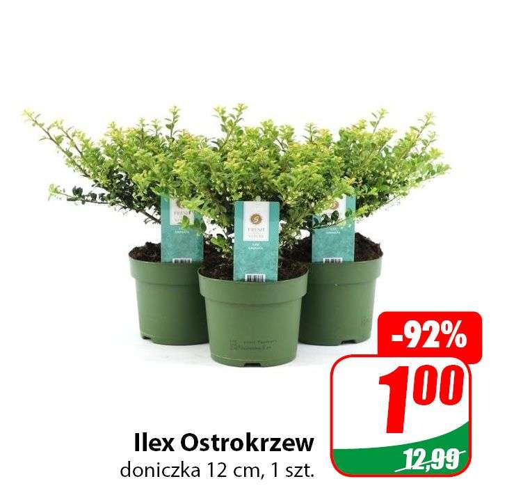 Rośliny w doniczce (Ilex Ostrokrzew, Powojnik Clematis, Świerk Kłujący) - DINO