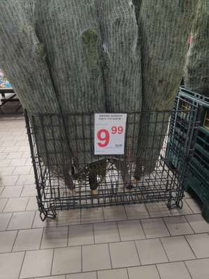 Cięta choinka Auchan Kołobrzeska Gdańsk