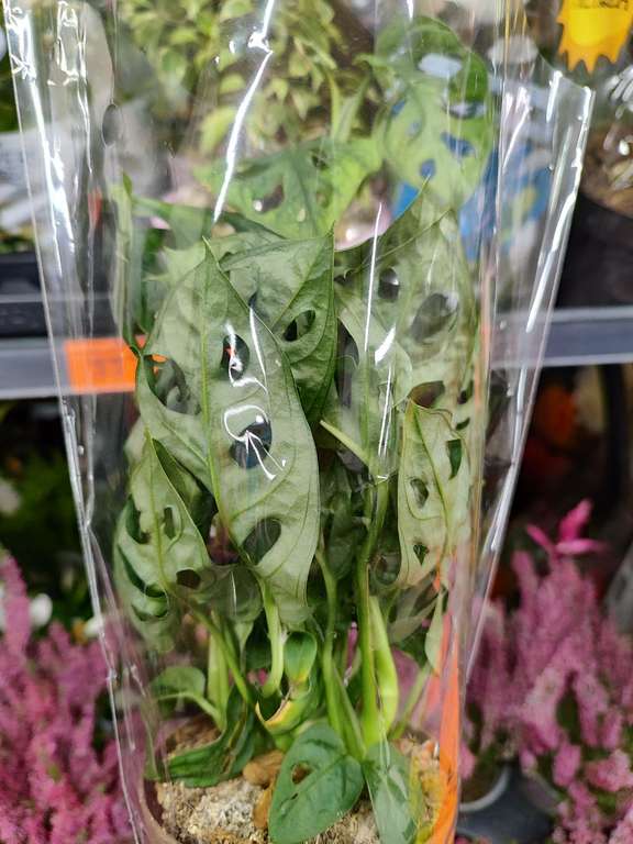 Monstera monkey mask 6,99 z, hedera i fikus w promocji @Biedronka |  Pepper.pl