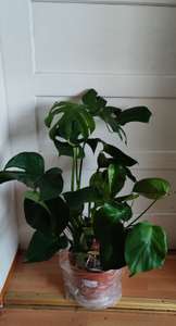 black magic elephant ear plant Black Magic Elephant Ear main image 1