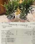 Kwiat Oleander z Gardenic w Biedronce - różne kolory - donica 18cm