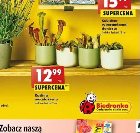 Roślina owadożerna @Biedronka