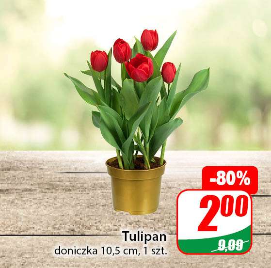 Kwiaty Bratek doniczka 14cm i Tulipan doniczka 10,5 cm @Dino