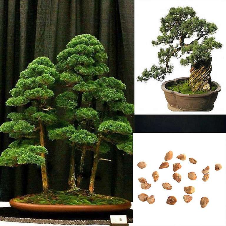 20 sztuk nasion japońska sosna biała Pinus Parviflora