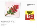 BIEDRONKA Róża Premium 50cm czerwona zestaw 10 sztuk