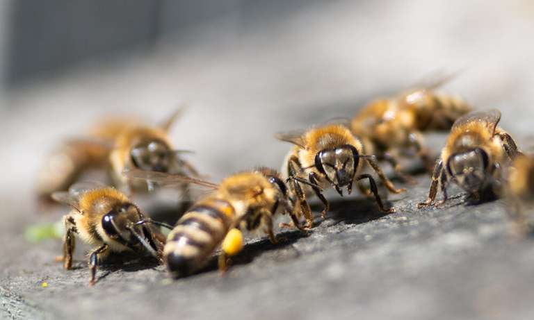10 sadzonek za 1zł Fundacja Ratujmy Pszczoły