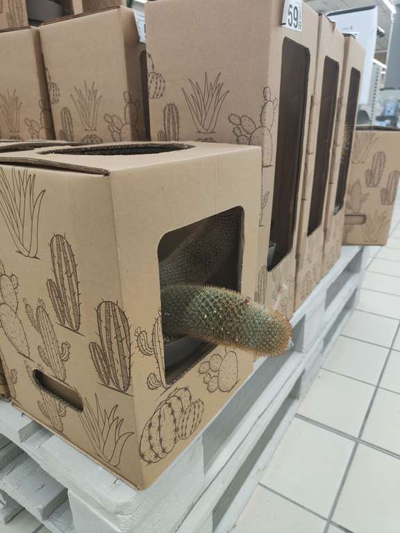 Kaktusy, różne rodzaje Auchan Bonarka Kraków