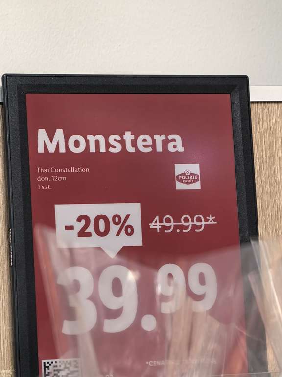 Monstera constellation LIDLLidl  okazja, dwukolorowe licie, at Lidl
