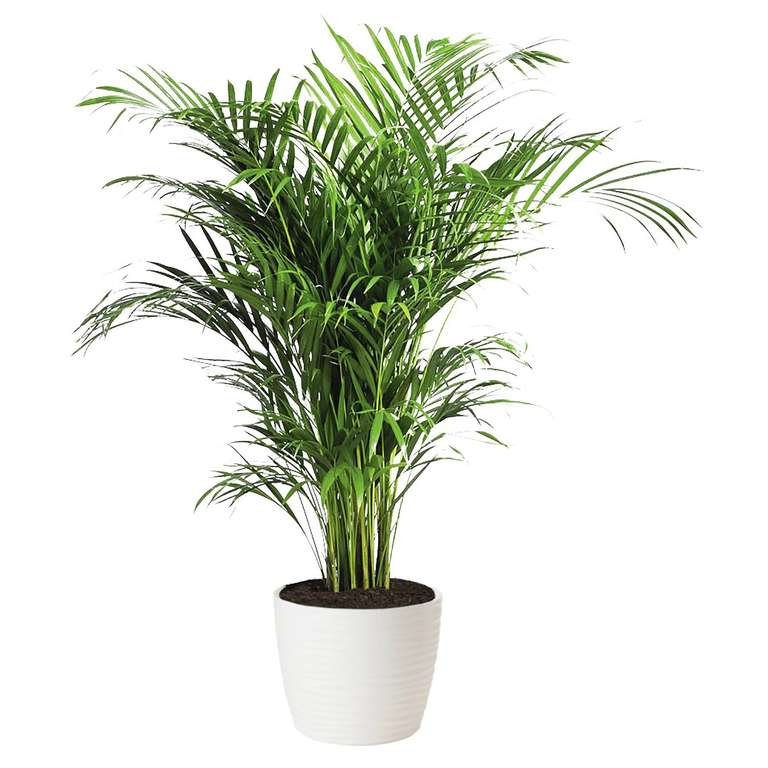 Palma Areka (Areca Dypsis) - wys. 100 cm, don. 21 cm