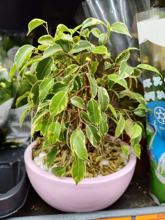 Monstera monkey mask 6,99 z, hedera i fikus w promocji @Biedronka |  Pepper.pl