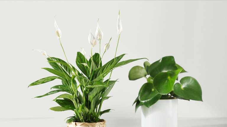 IKEA 25% rabatu na rośliny żywe przy zakupie 2 sztuk