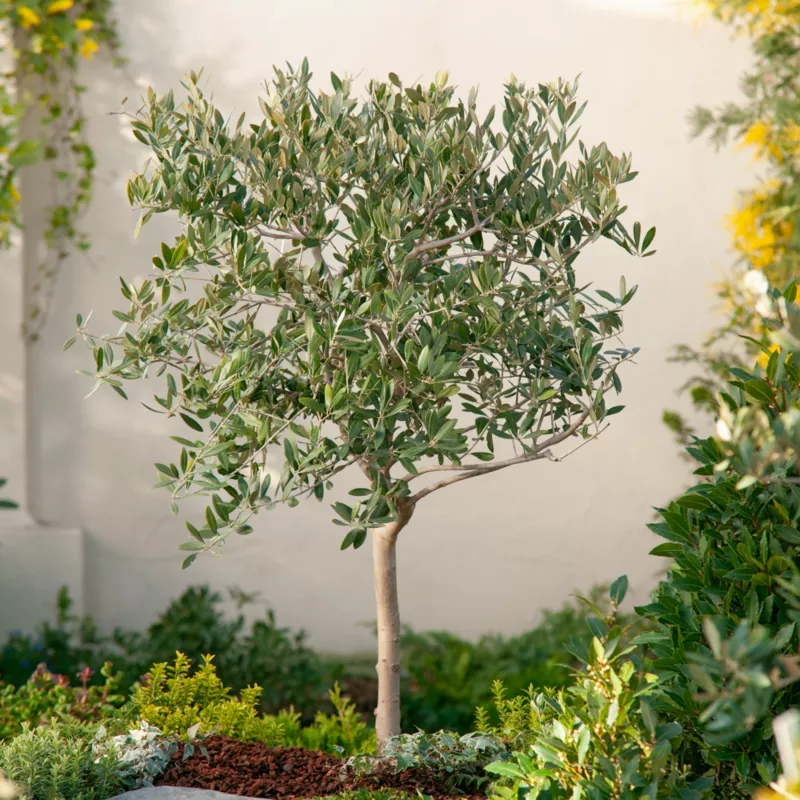 Oliwka Europejska bonsai, Castorama