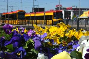 11 tysięcy bezpłatnych sadzonek kwiatów w Warszawie