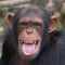 Awatar użytkownika chimpanzee